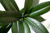 Ardisia sp. Papua